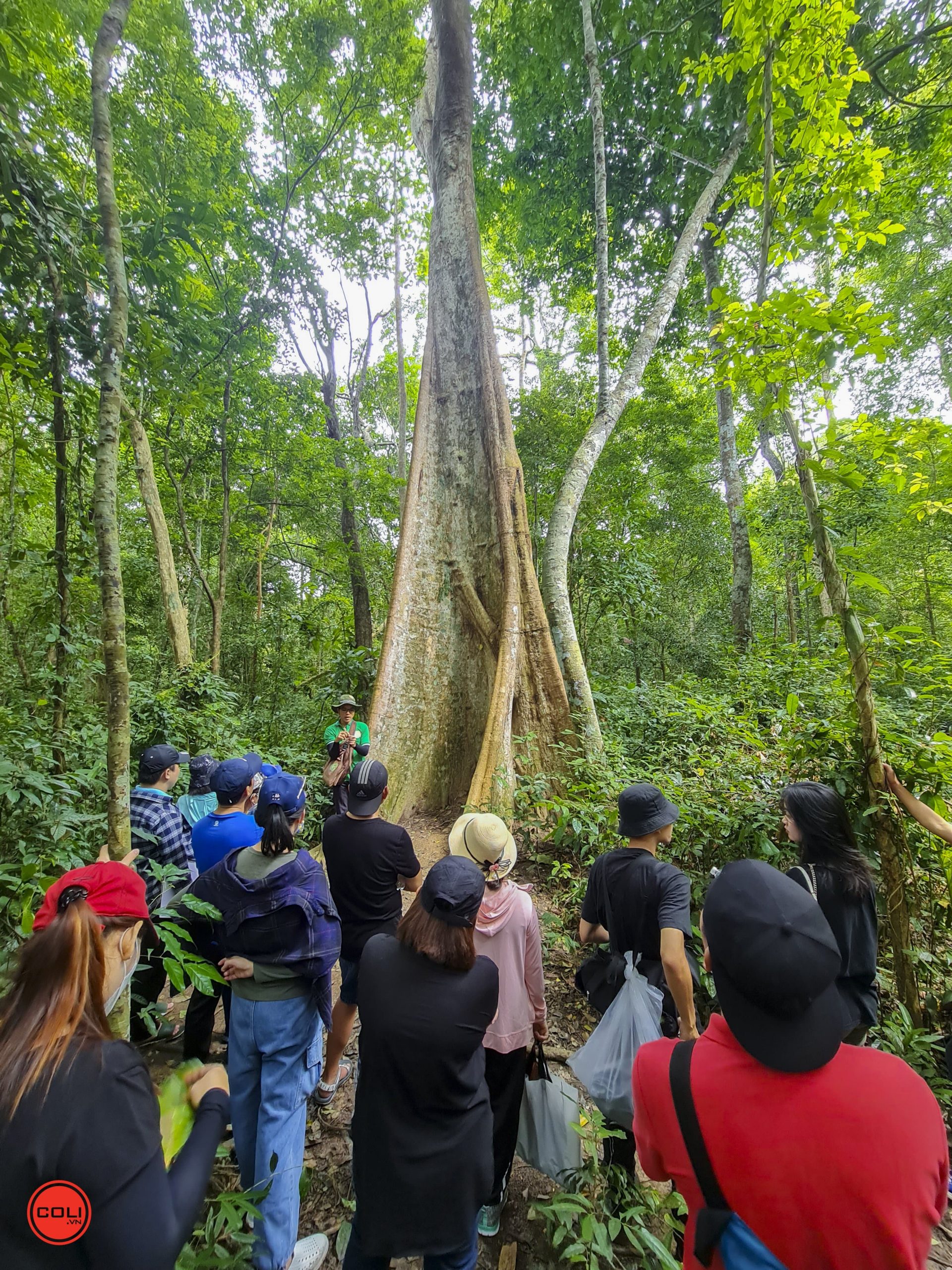 kiem lam gioi thieu cay co thu